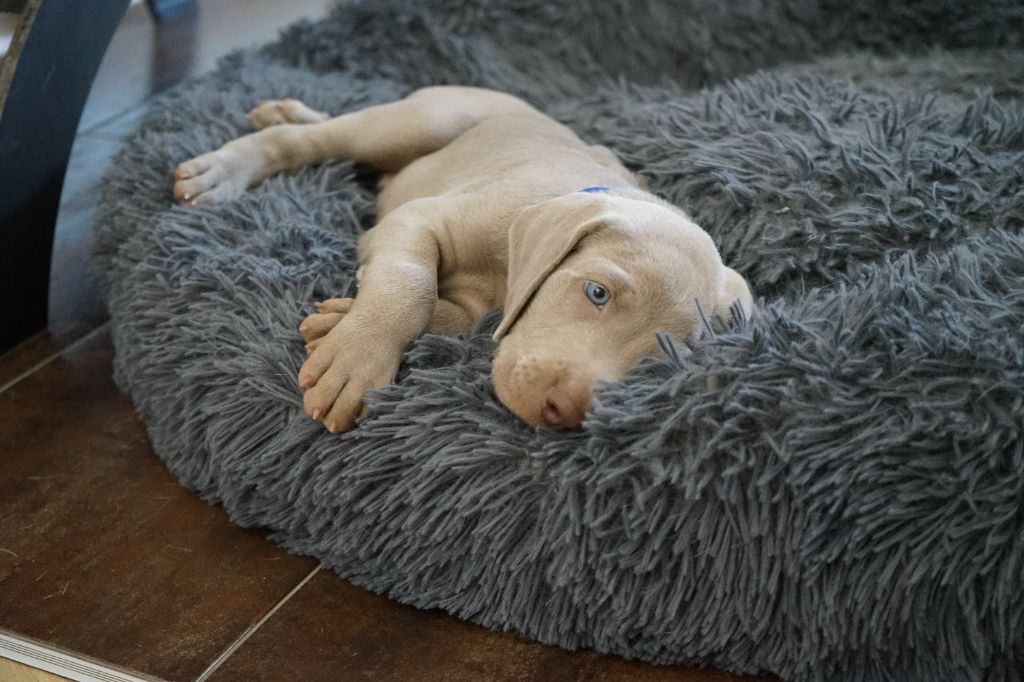 Un peu d'eux chez nous! Des chiots avec des caractères en OR!