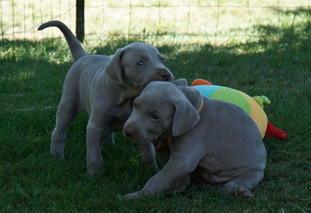 La joie de découvrir l'extérieur! Des chiots super à l 'aise